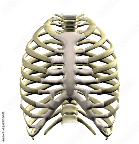 Close-up of the human rib cage