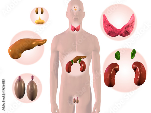 Close-up of a male endocrine system photo