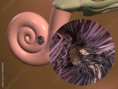 Close-up of the inner parts of the human ear photo
