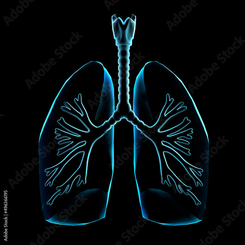 Close-up of an x-ray of human lungs photo
