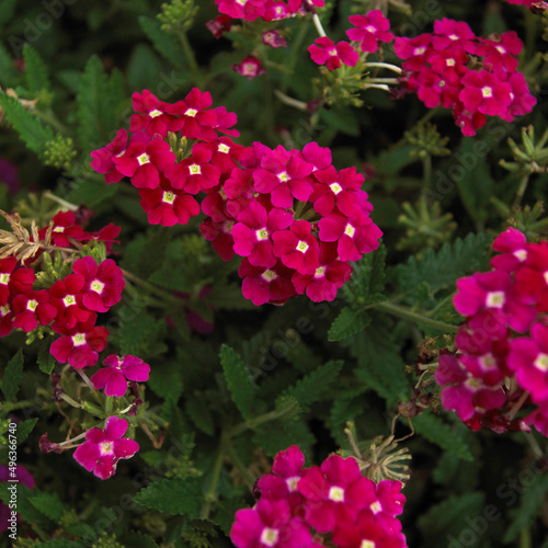 Close-up of Verbena flowers photo