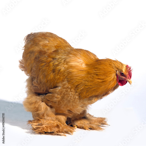 Side profile of a young Buff Cochin