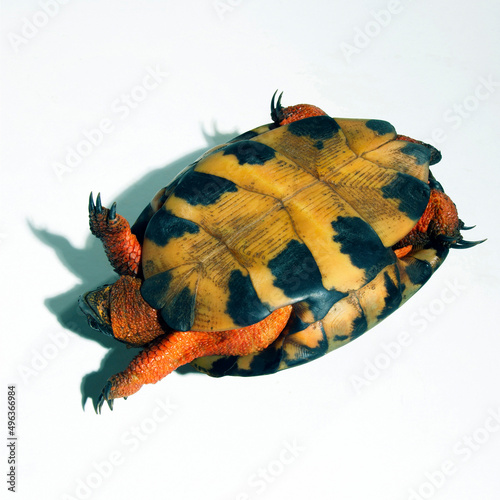 Close-up of a tortoise upside down