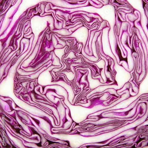 Close-up of a purple cabbage photo