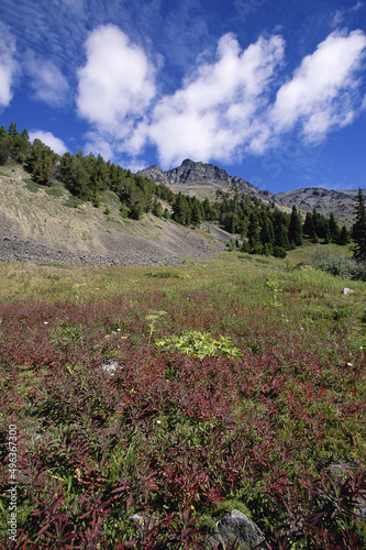 Plant growth on Chilcotin Mountains, British Columbia, Canada photo