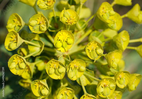 Close up view to the yellow flower of great milkweed or Euphorbia caracias wulfenii plant photo