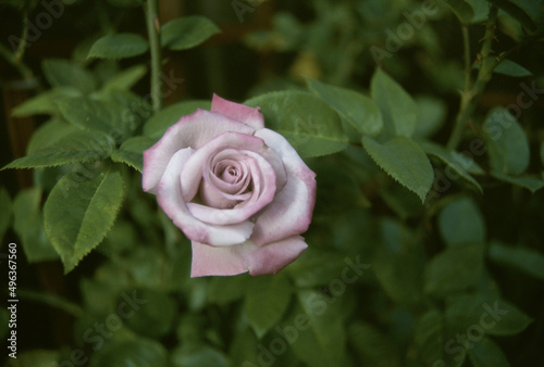 Close-up of a Sterling Silver Rose photo