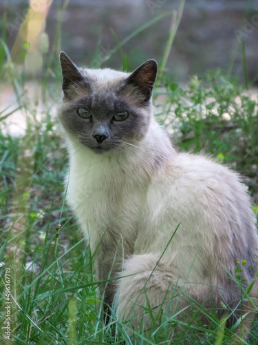 portrait of a siamese cat, black and white, on the grass © Isabel