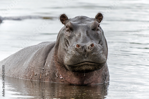 Canvas Print Hippopotamus in the Okavanga Delta in Botswana