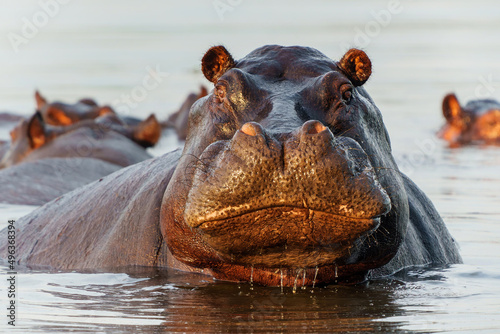 Vászonkép Hippopotamus in the Okavanga Delta in Botswana