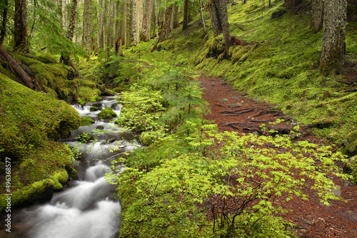 Trail running besides a water stream, Ramona Creek, Mount Hood National Park, Oregon, USA
