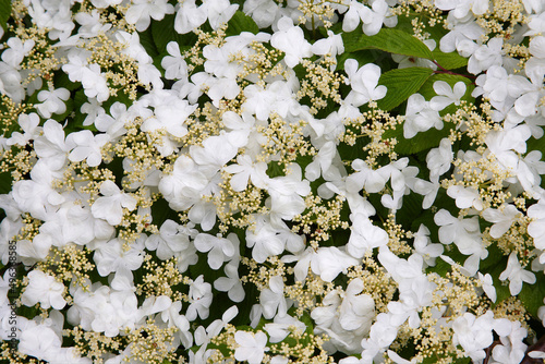 Close-up of viburnum