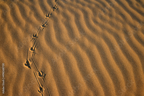 High angle view of footprints on the sand on a beach, Cannon Beach, Oregon, USA photo