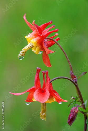 Close-up of Sitka Columbines with dew drops (Aquilegia Formosa) photo