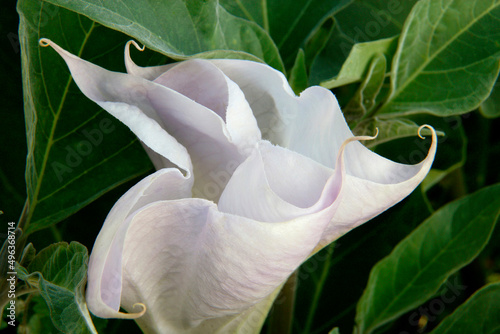 Close-up of Sacred Datura