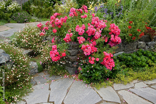 High angle view of flowers in a garden photo