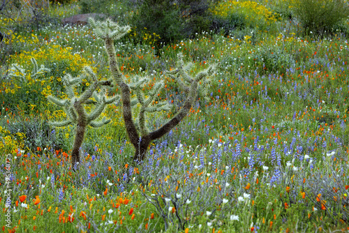 Cactus in a field, Organ Pipe Cactus National Monument, Arizona, USA