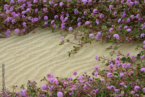 High angle view of Sand Verbenas, Anza Borrego Desert State Park, California, USA photo