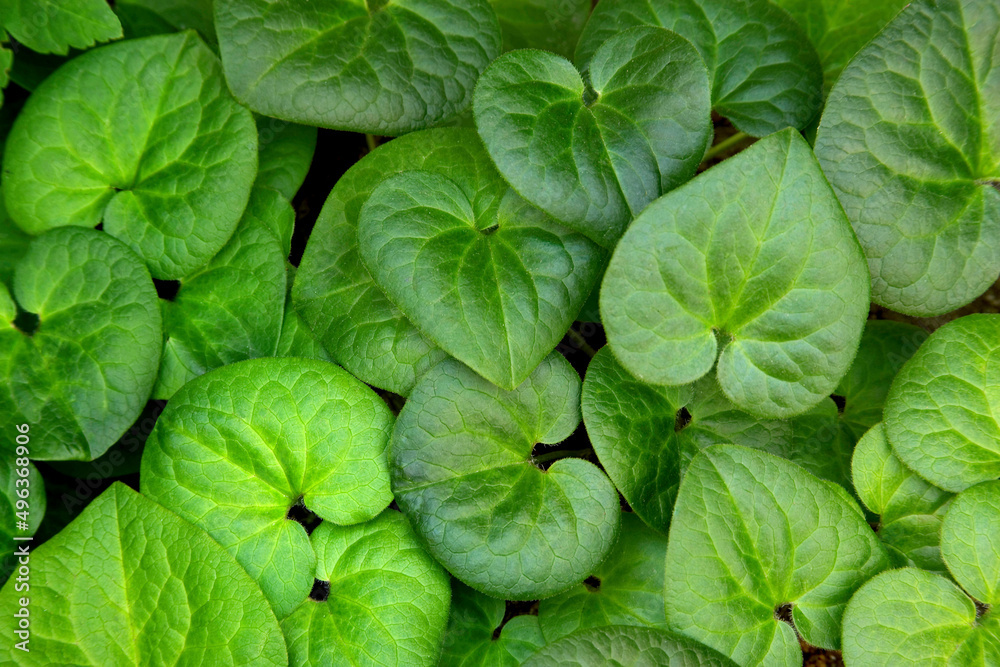 Close-up of Wild Ginger Close-up of Wild Ginger