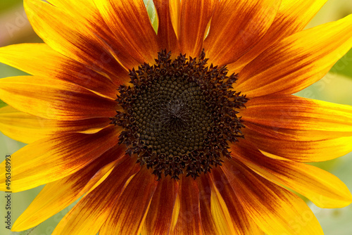 Close-up of a sunflower (Helianthus annuus)