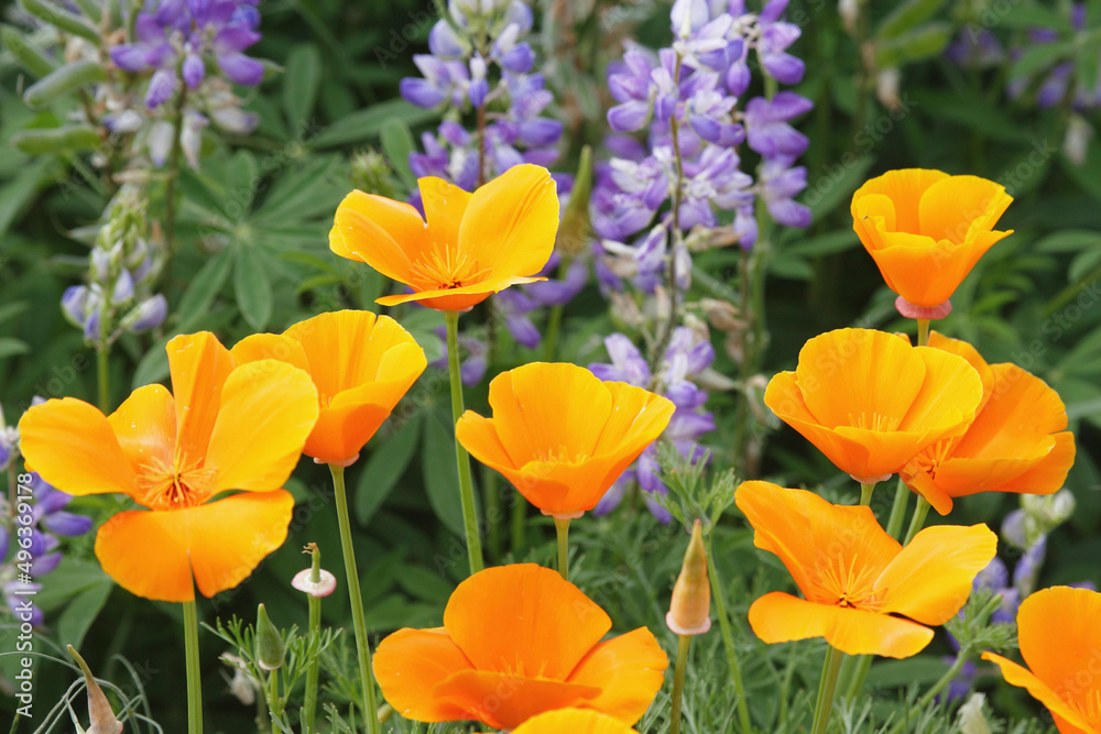 Close-up of California Golden Poppies (Eschscholzia californica) and lupines in a field Close-up of California Golden Poppies (Eschscholzia californica) and lupines in a field
