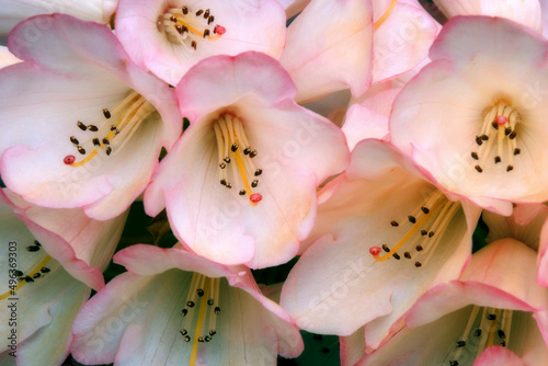 Close-up of rhododendrons photo