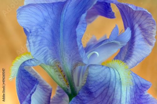 Close-up of an iris