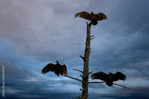 Silhouette of three vultures perching on a tree
