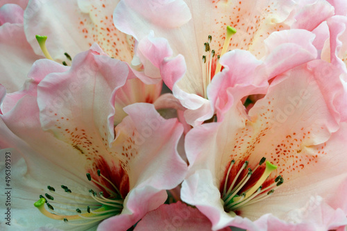 Close-up of rhododendrons photo