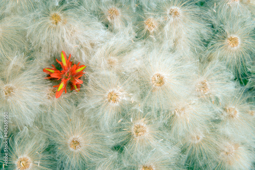 High angle view of seed heads and an Indian Paintbrush (Castilleja mutis) photo