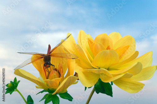 Close-up of a Red Dragonfly pollinating a flower photo