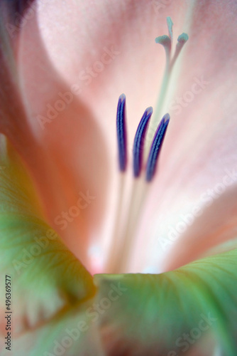 Close-up of a gladiola