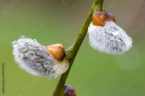 Close-up of dew drops on a pussy willow plant (Salix caprea)