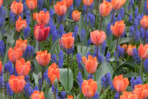 Tulips in Garden  photo
