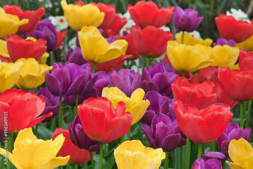 Tulips in Garden 