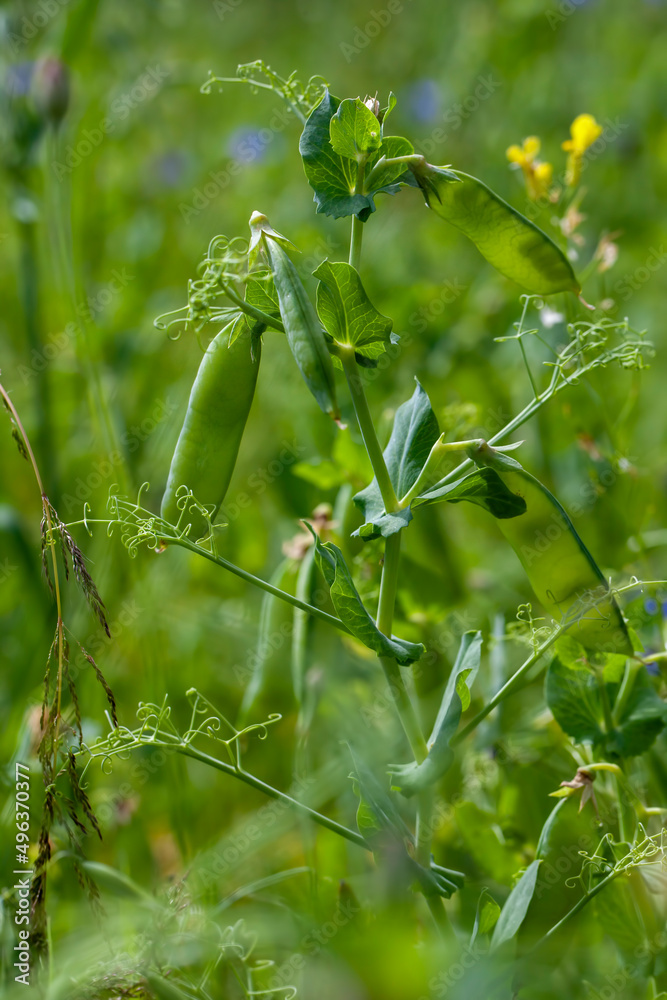 Obraz premium agricultural field where green peas are grown