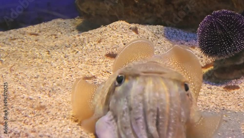 Sepia officinalis species living in the Mediterranean Sea, North Sea, and Baltic Sea or South Africa. Front view of a Common cuttlefish in an aquarium on blue background moving its tentacles. photo