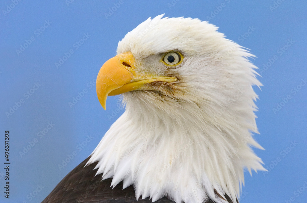 Close-up of a Bald Eagle (Haliaeetus leucocephalus) Close-up of a Bald Eagle (Haliaeetus leucocephalus)