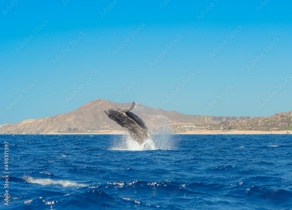Fototapeta premium Sighting whales in Baja California Sur