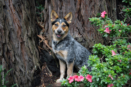 Blue Heeler sitting near a tree