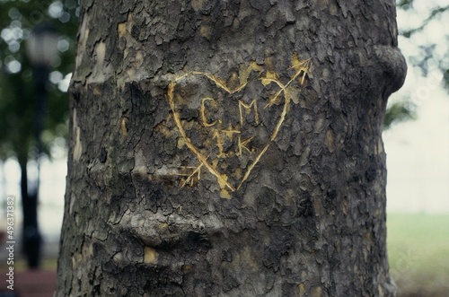 Close-up of a heart carved on a tree trunk