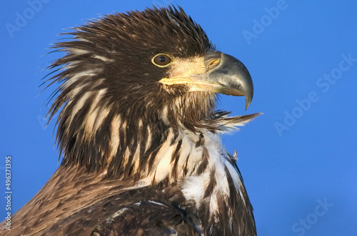 Close-up of a juvenile Bald Eagle (Haliaeetus leucocephalus)