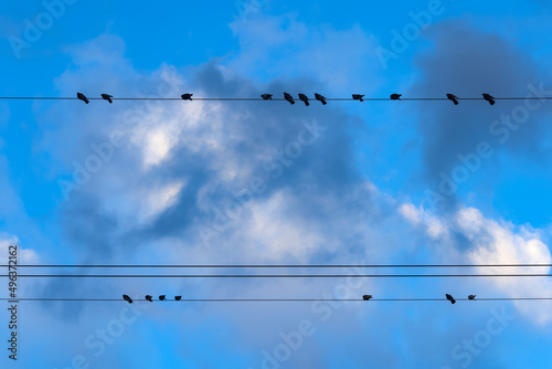 Birds (pigeons) silhouette sit in a row on parallel power lines in the city with blue sky and cloud in the background. Color wildlife photo in urban environment.