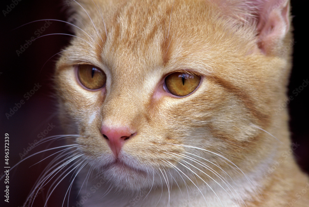 Close-up of a cat Close-up of a cat
