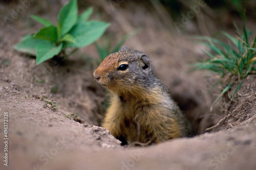 Ground Squirrel in a hole