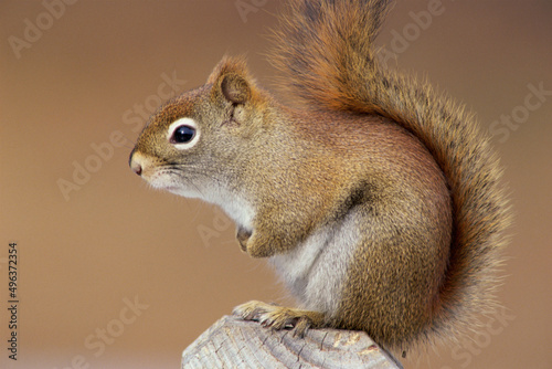 Red Squirrel on a tree stump