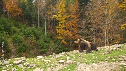 Single wild brown bear lies in a beautiful autumn forest with stones on a green grass and yellow trees
