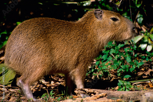 Close-up of a Capybara
