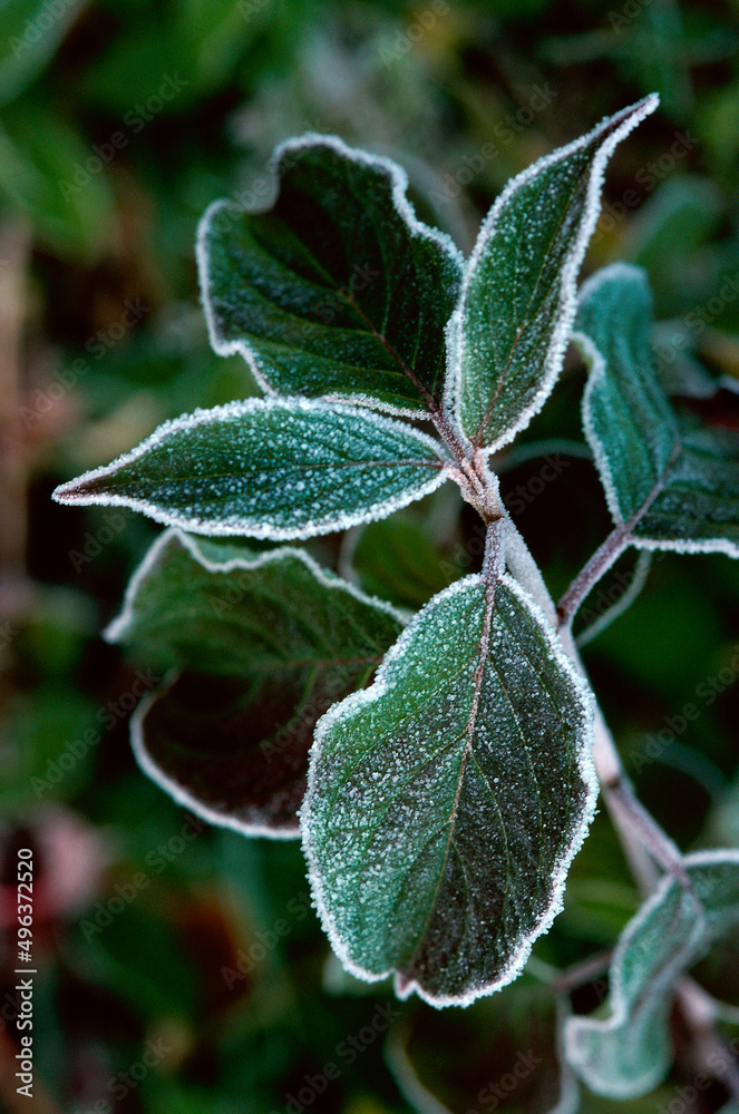 Close-up of leaves of a plant Close-up of leaves of a plant