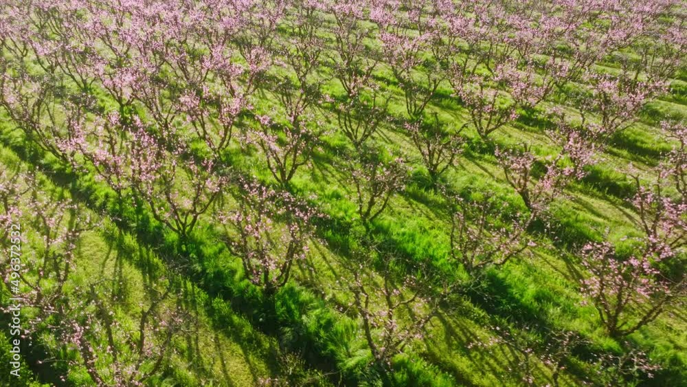 Huge agricultural farm with pinky blooming trees as seen from above Huge agricultural farm with pinky blooming trees as seen from above